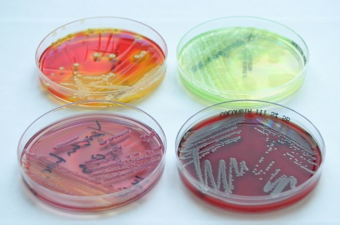 Mikrobiologieplatten6a